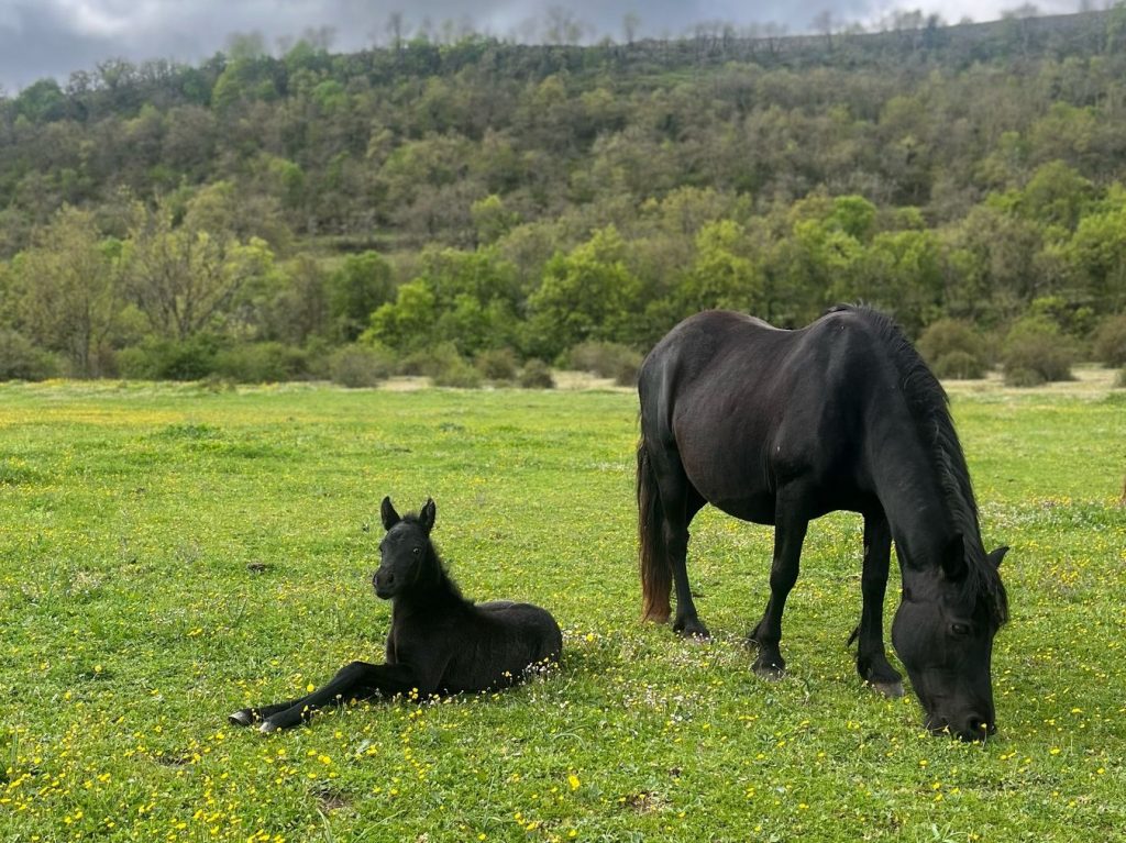 09ed400f-895f-49dc-a6a3-95e292e6a748copia