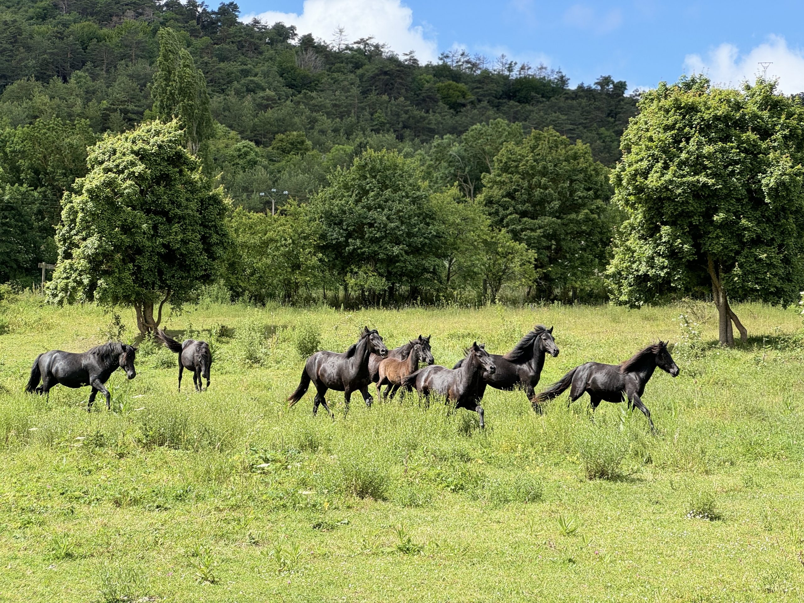 El Caballo Losino representará a España en el Campeonato Europeo Juvenil de TREC